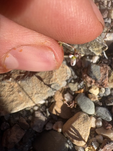 Nemacladus orientalis observed 2026-05-02