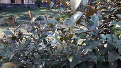 Ficus drupacea