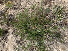 Tecoma stans angustata