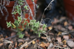 Trichodiadema intonsum