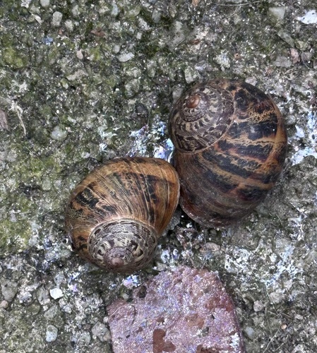 Cornu aspersum
