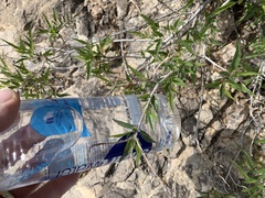 Tecoma stans angustata