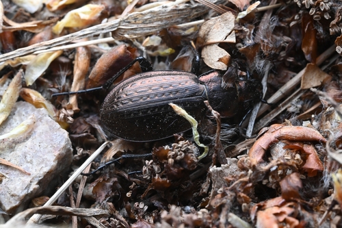 Carabus billbergi