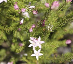 Philotheca ericifolia