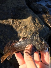 Hypsoblennius gilberti