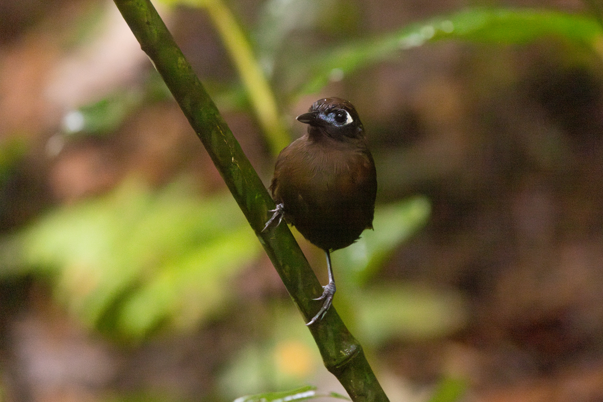 Blue-lored Antbird (Hafferia immaculata), photo 6