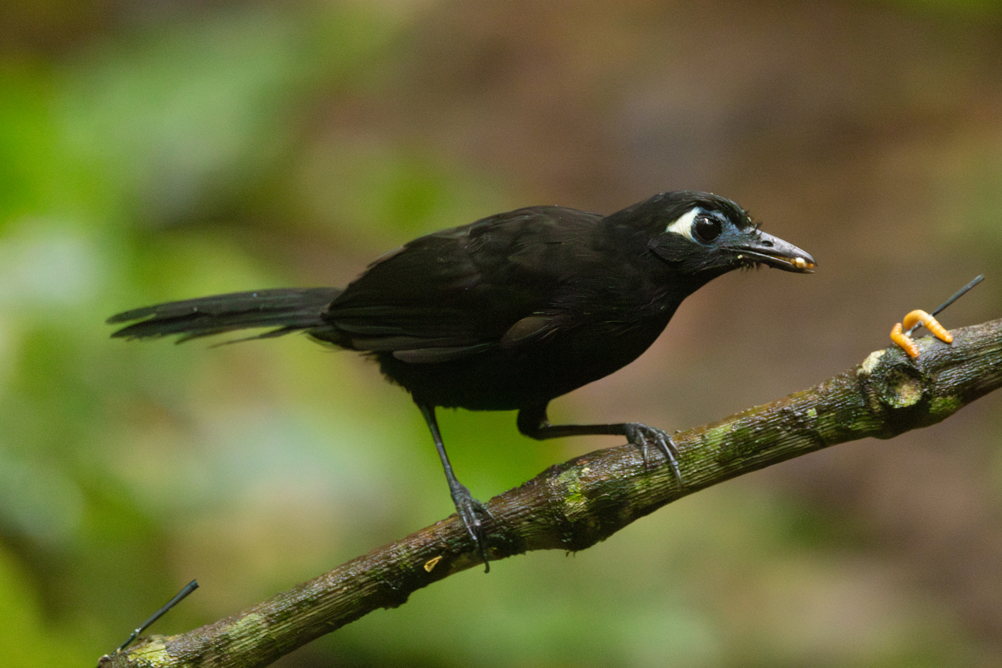 Blue-lored Antbird (Hafferia immaculata), photo 5
