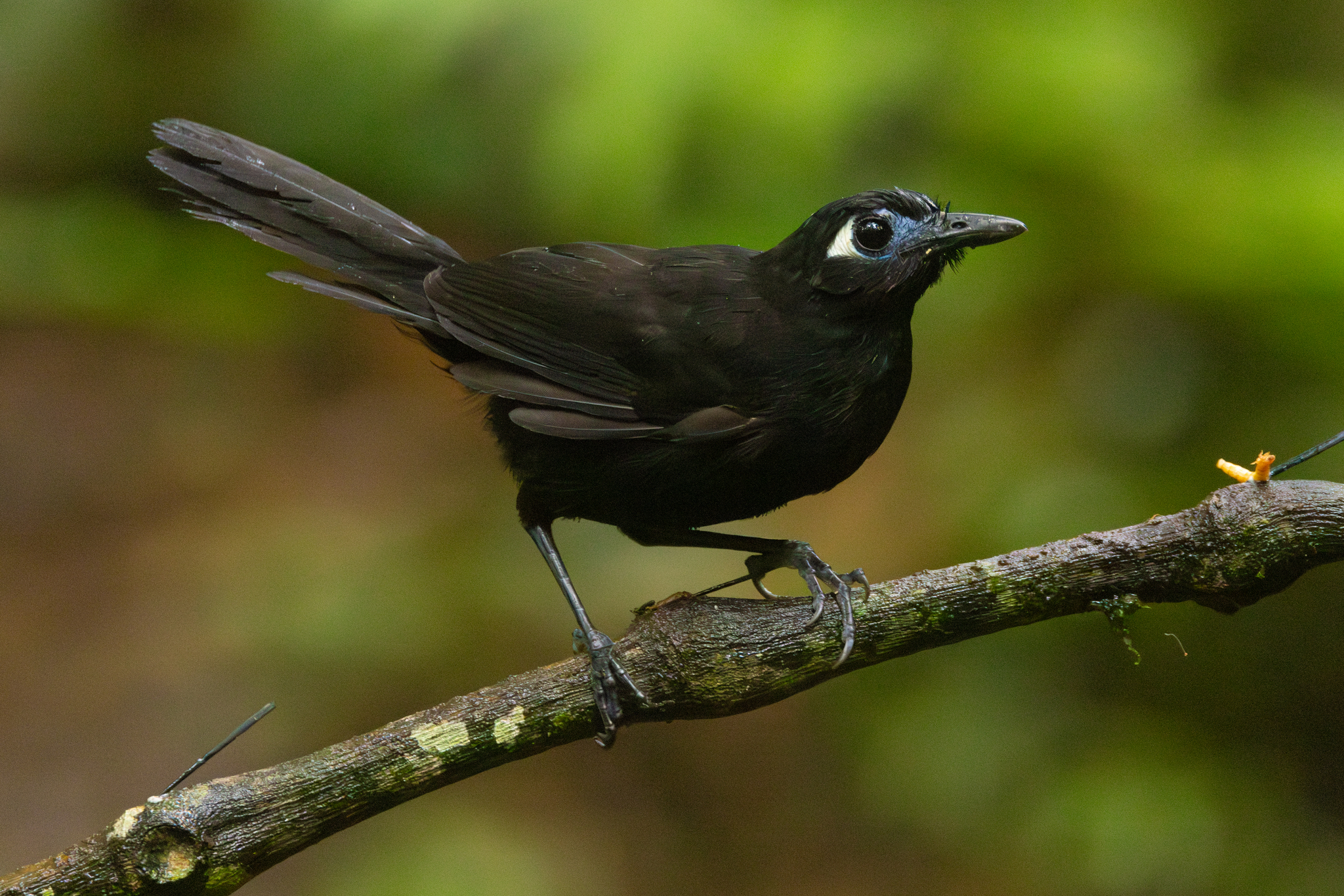 Blue-lored Antbird (Hafferia immaculata), photo 1