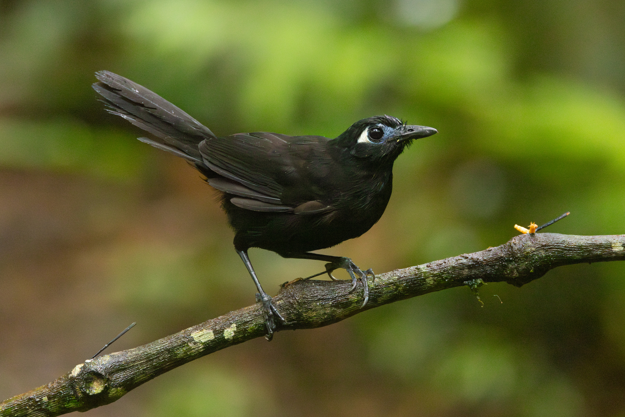 Blue-lored Antbird (Hafferia immaculata), photo 2