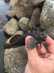 Hypsoblennius gilberti
