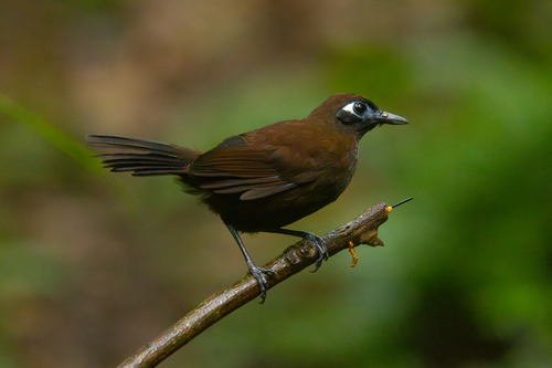 Blue-lored Antbird (Hafferia immaculata), photo 7