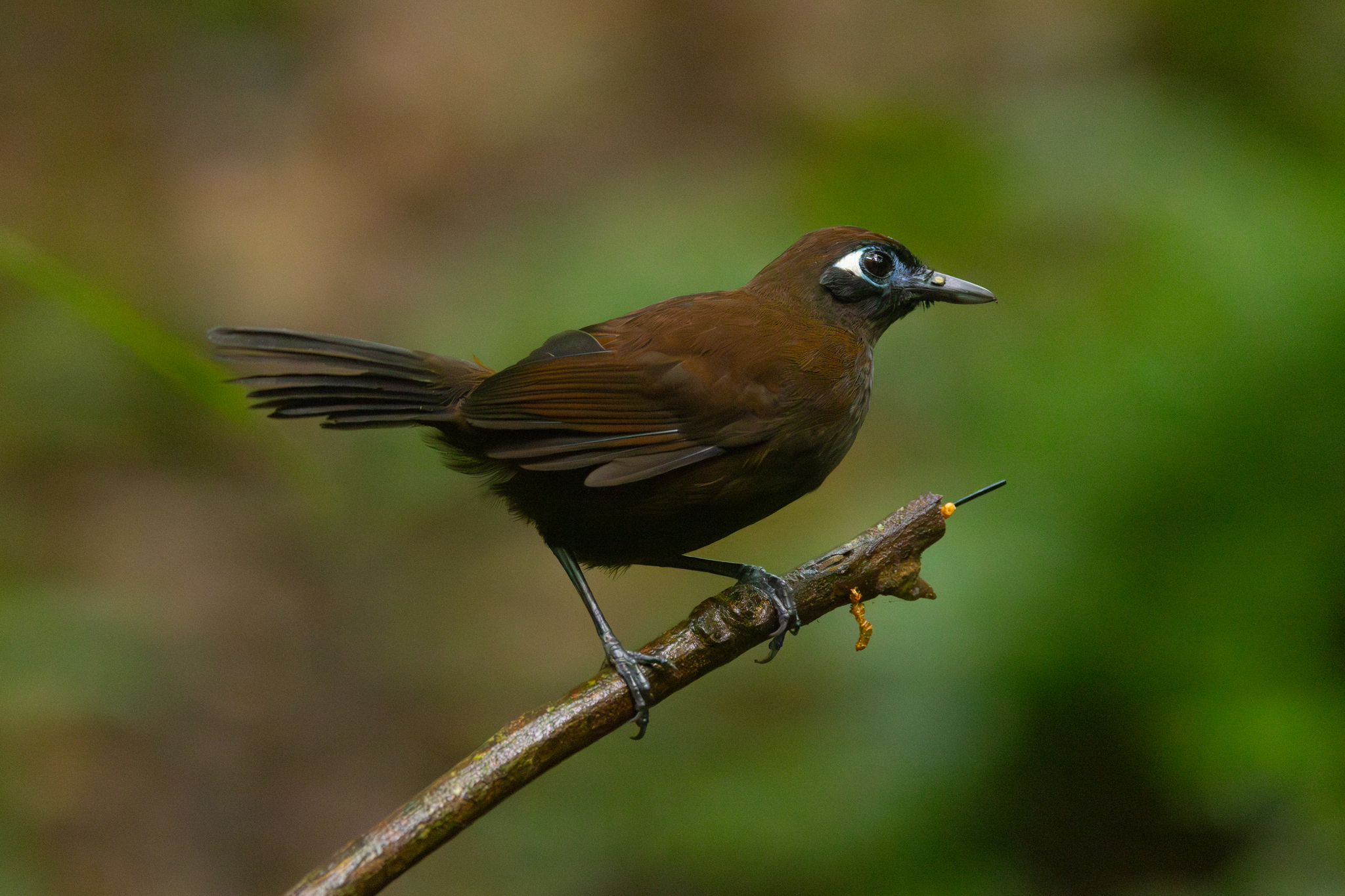 Blue-lored Antbird (Hafferia immaculata), photo 8