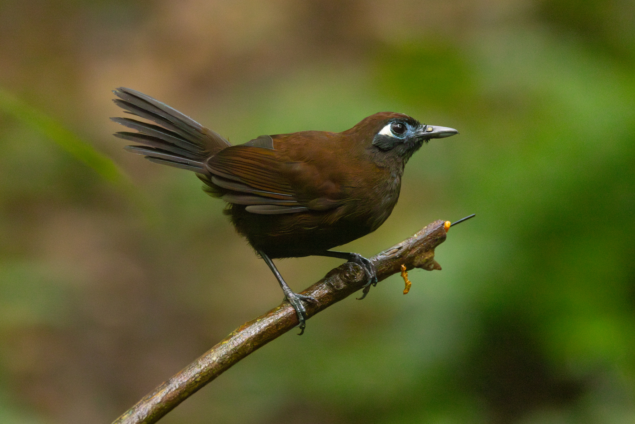 Blue-lored Antbird (Hafferia immaculata), photo 7