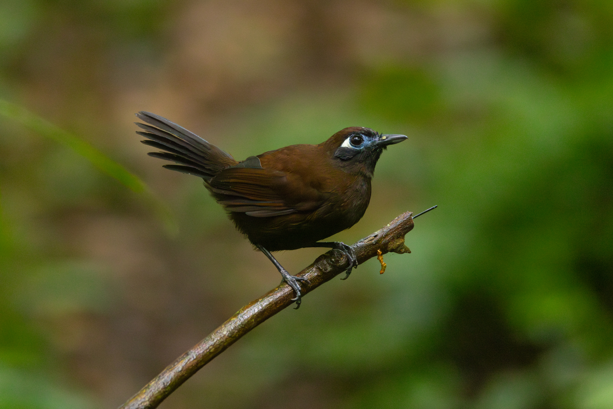 Blue-lored Antbird (Hafferia immaculata), photo 9