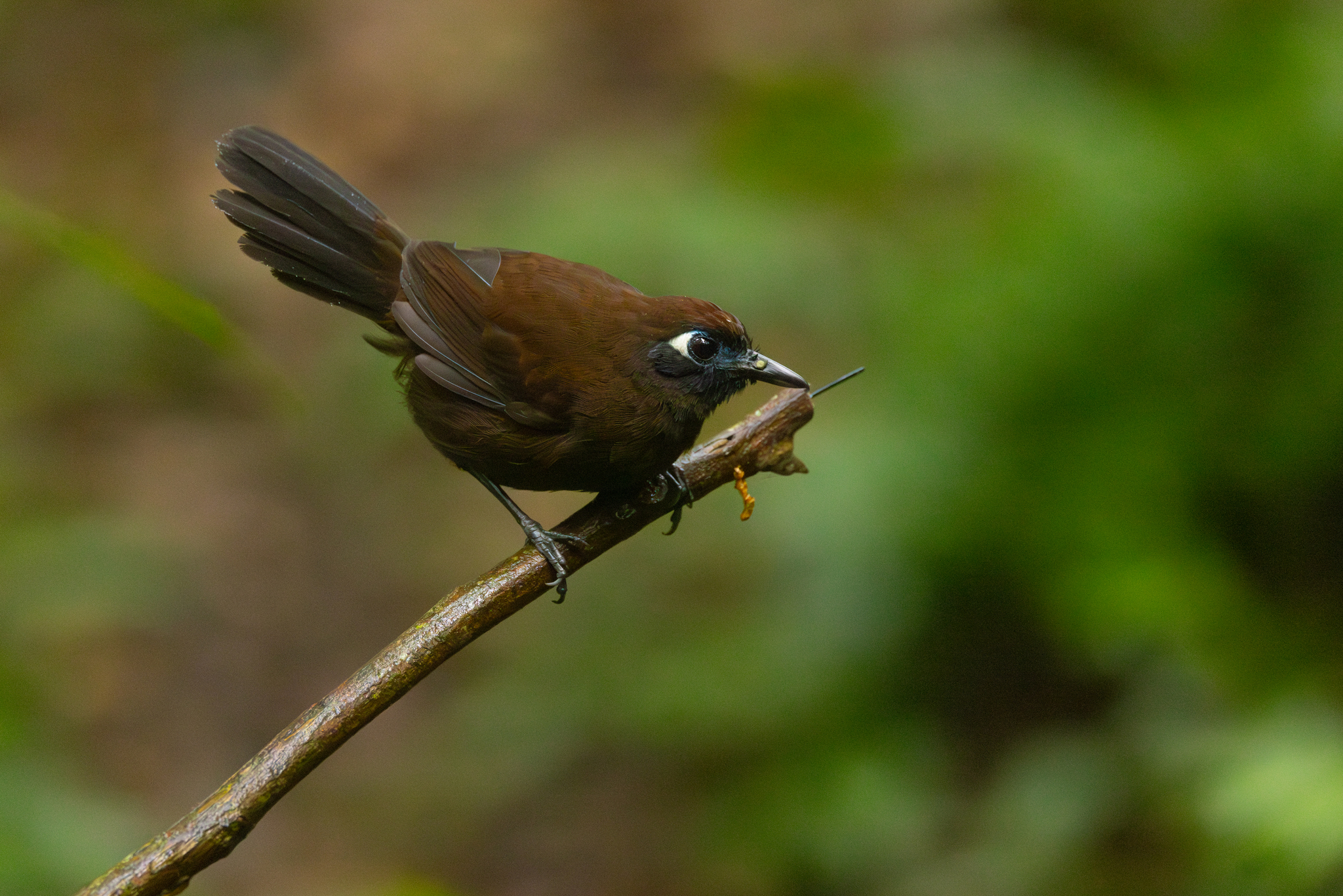 Blue-lored Antbird (Hafferia immaculata), photo 10