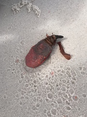 Gynandrocarpa placenta