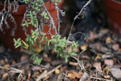 Trichodiadema intonsum