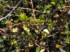 Muehlenbeckia complexa complexa