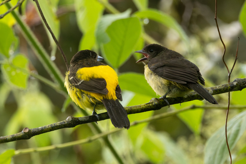 Flame-rumped Tanager (Ramphocelus flammigerus), photo 10