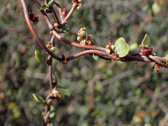 Muehlenbeckia complexa complexa