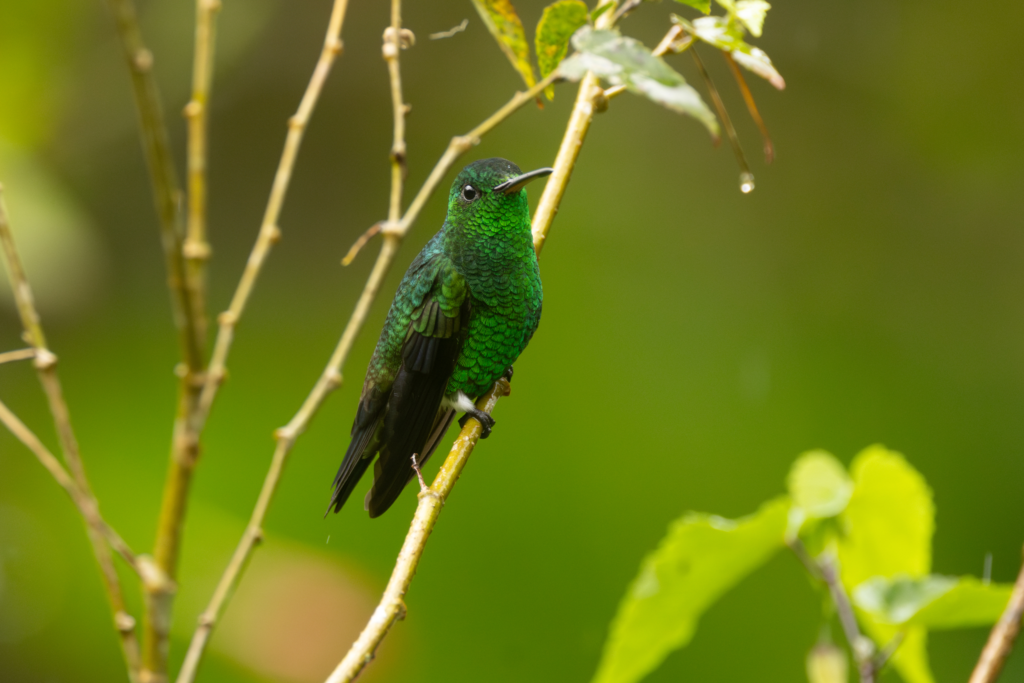 Steely-vented Hummingbird (Saucerottia saucerottei), photo 7