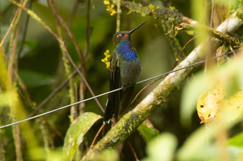Rufous-gaped Hillstar (Urochroa bougueri), photo 2
