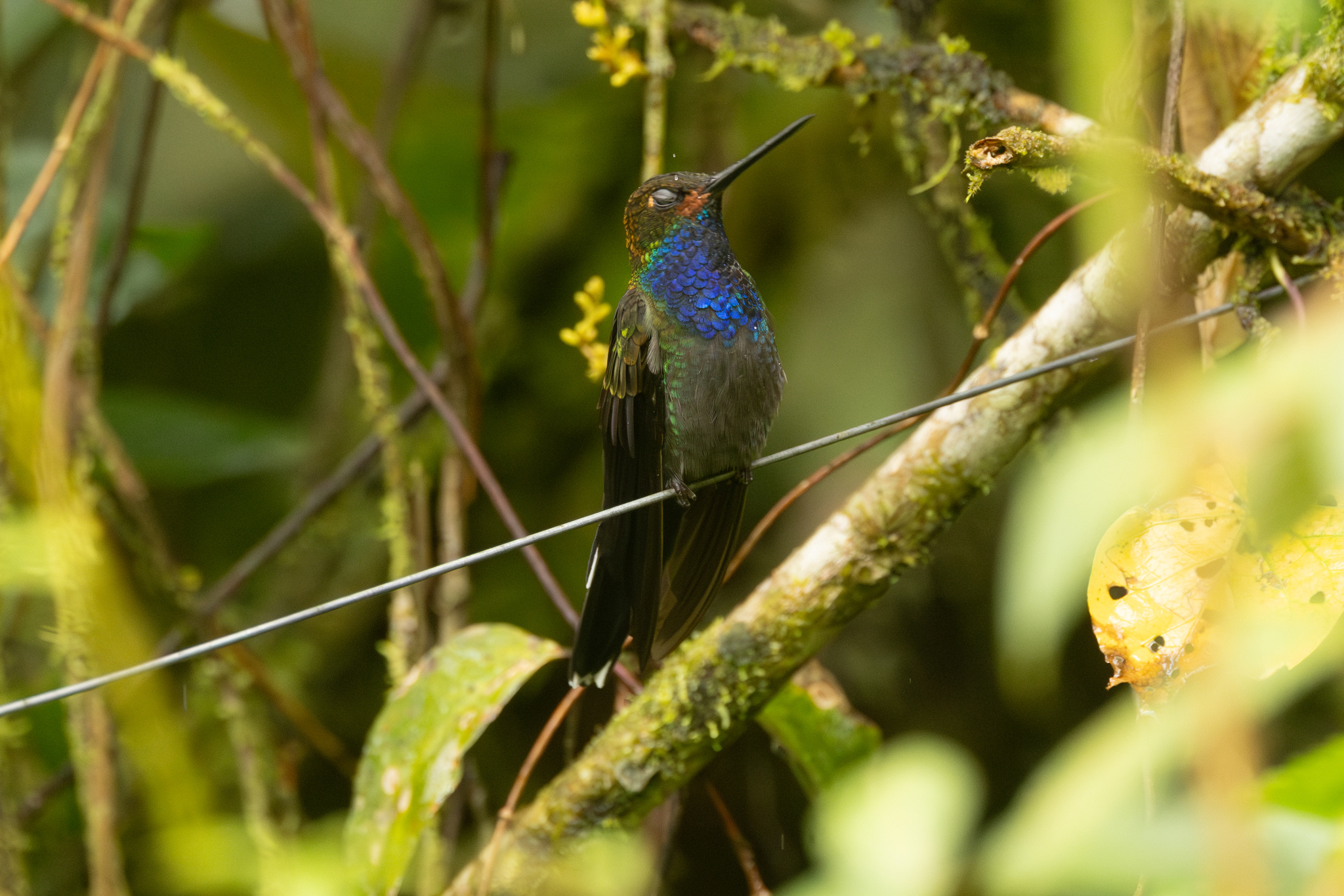 Rufous-gaped Hillstar (Urochroa bougueri), photo 2