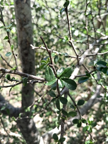Greenheart ebony (Rochefortia acanthophora)