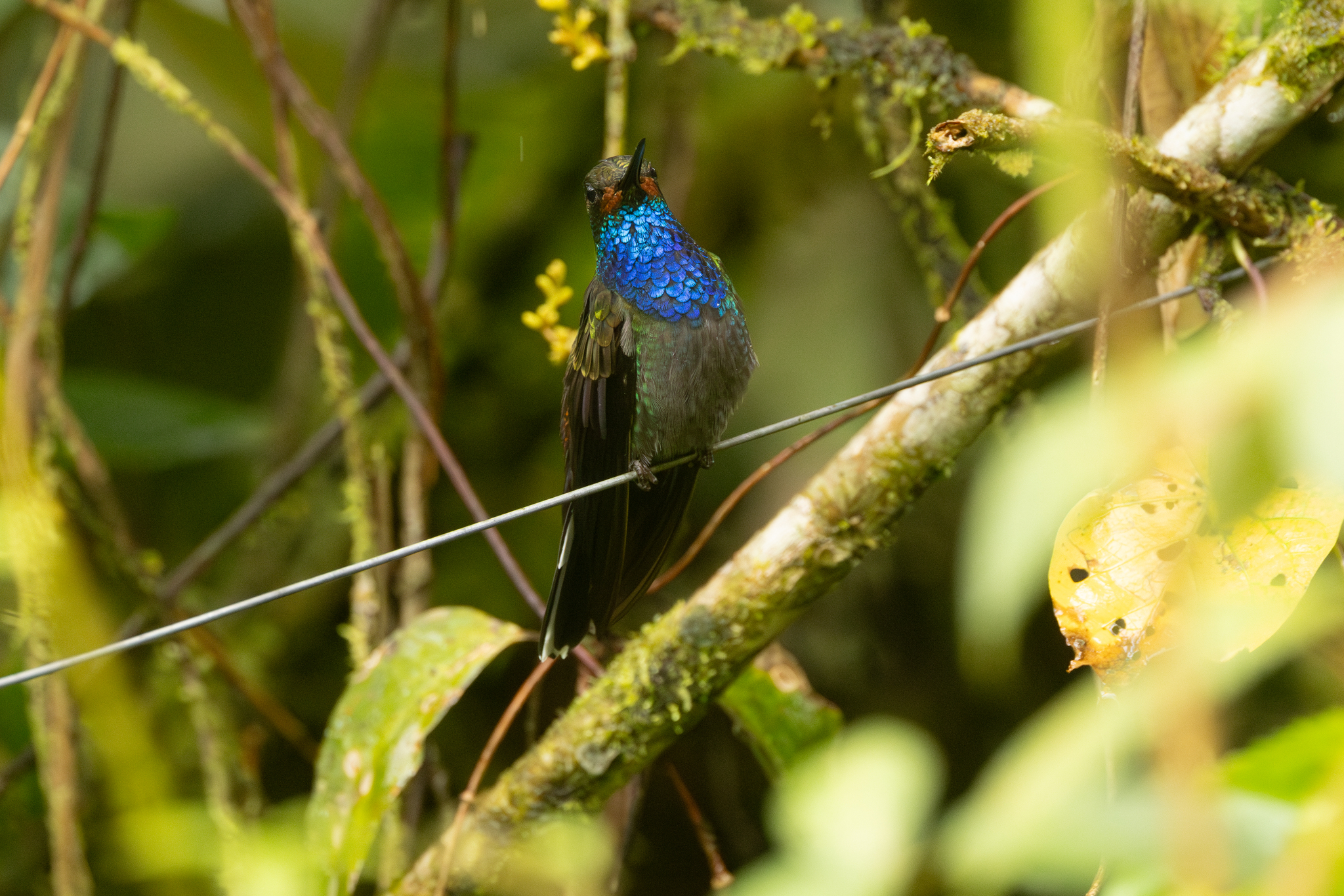 Rufous-gaped Hillstar (Urochroa bougueri), photo 3