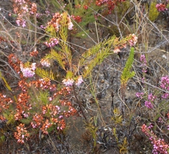 Erica subulata