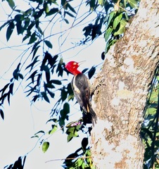 Campephilus robustus