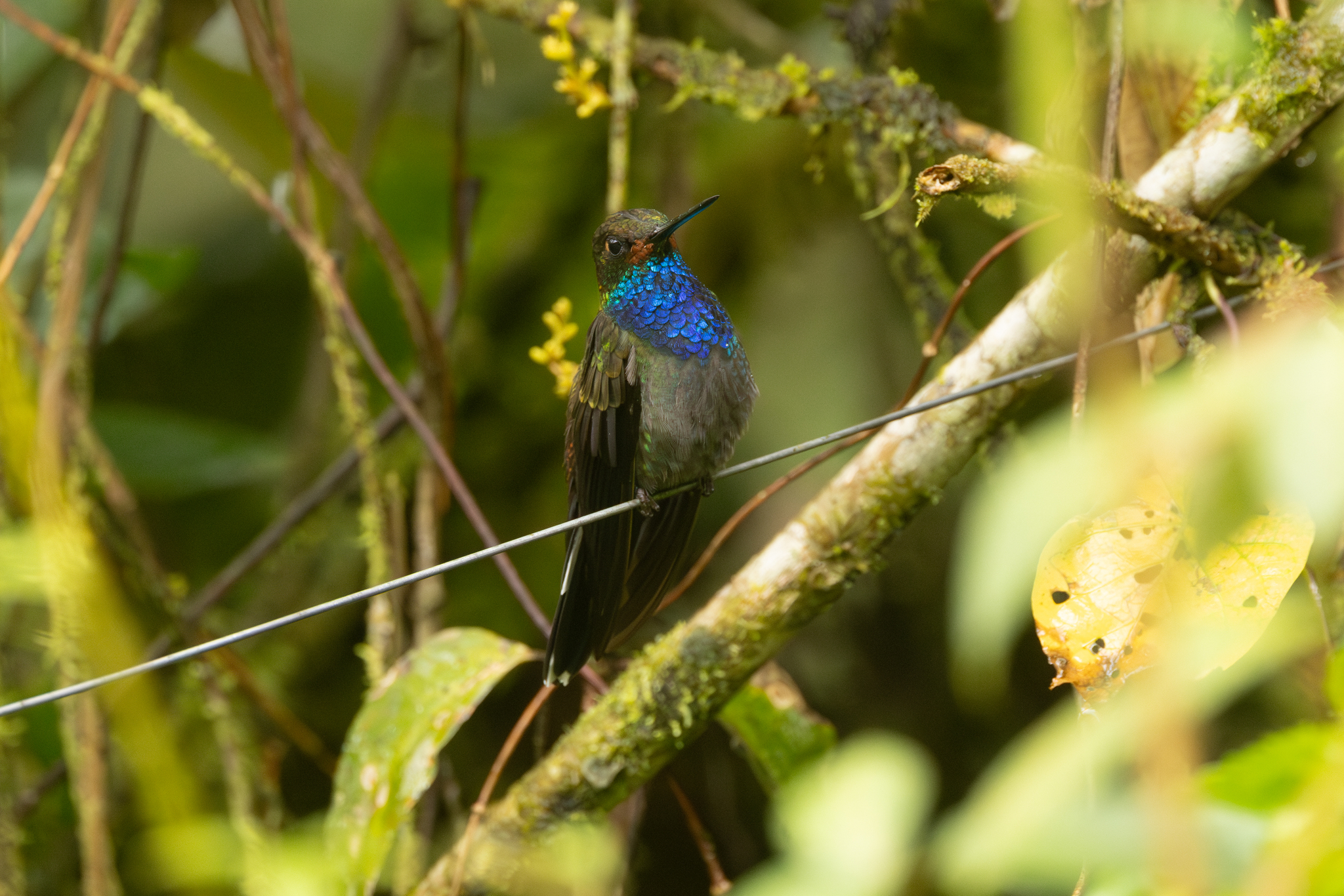 Rufous-gaped Hillstar (Urochroa bougueri), photo 4