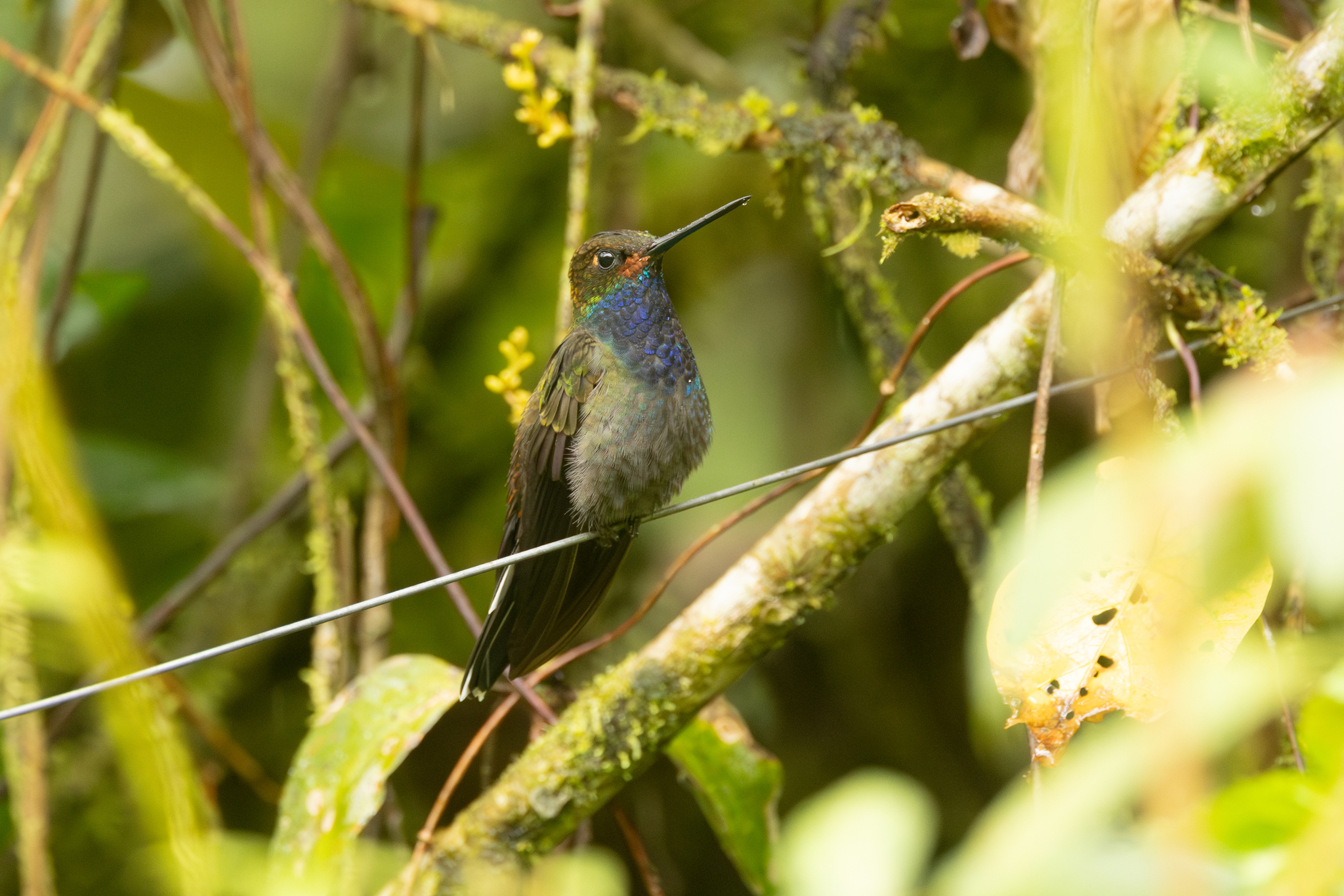 Rufous-gaped Hillstar (Urochroa bougueri), photo 5