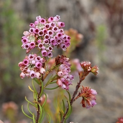 Erica subulata