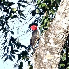 Campephilus robustus