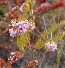 Erica subulata