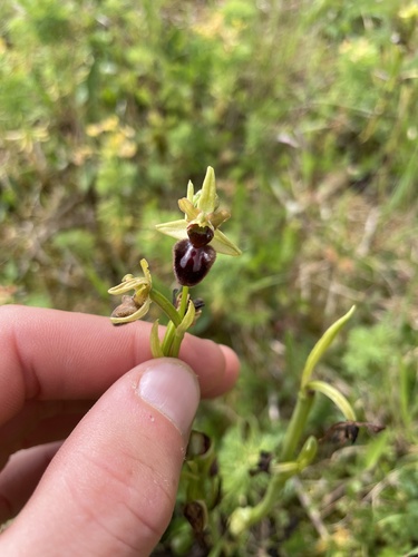 Early Spider-orchid