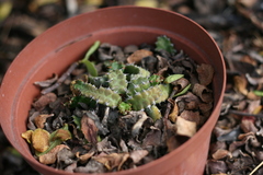 Euphorbia stellata