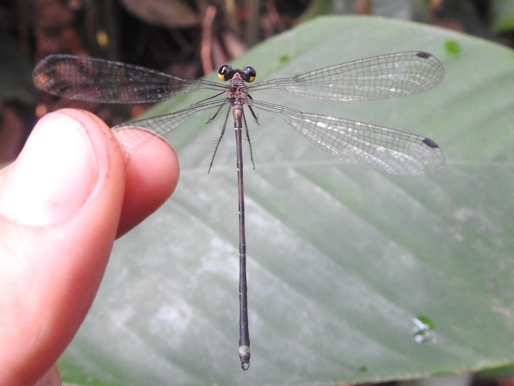 African Flatwings