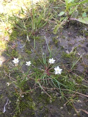 Spergula