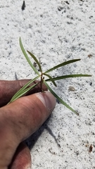 Asclepias curtissii