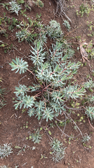 Euphorbia nicaeensis, photograph author not stated, no rights reserved