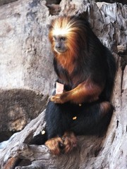 Leontopithecus chrysomelas