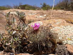 Echinofossulocactus ochoterenaus