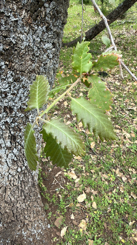 Quercus canariensis, photograph 5