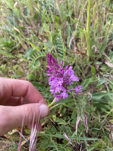 pyramidal orchid