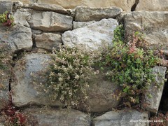 Chaenorhinum serpyllifolium serpyllifolium