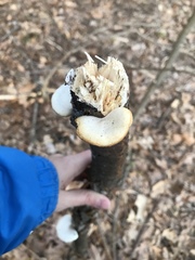 Neofavolus alveolaris