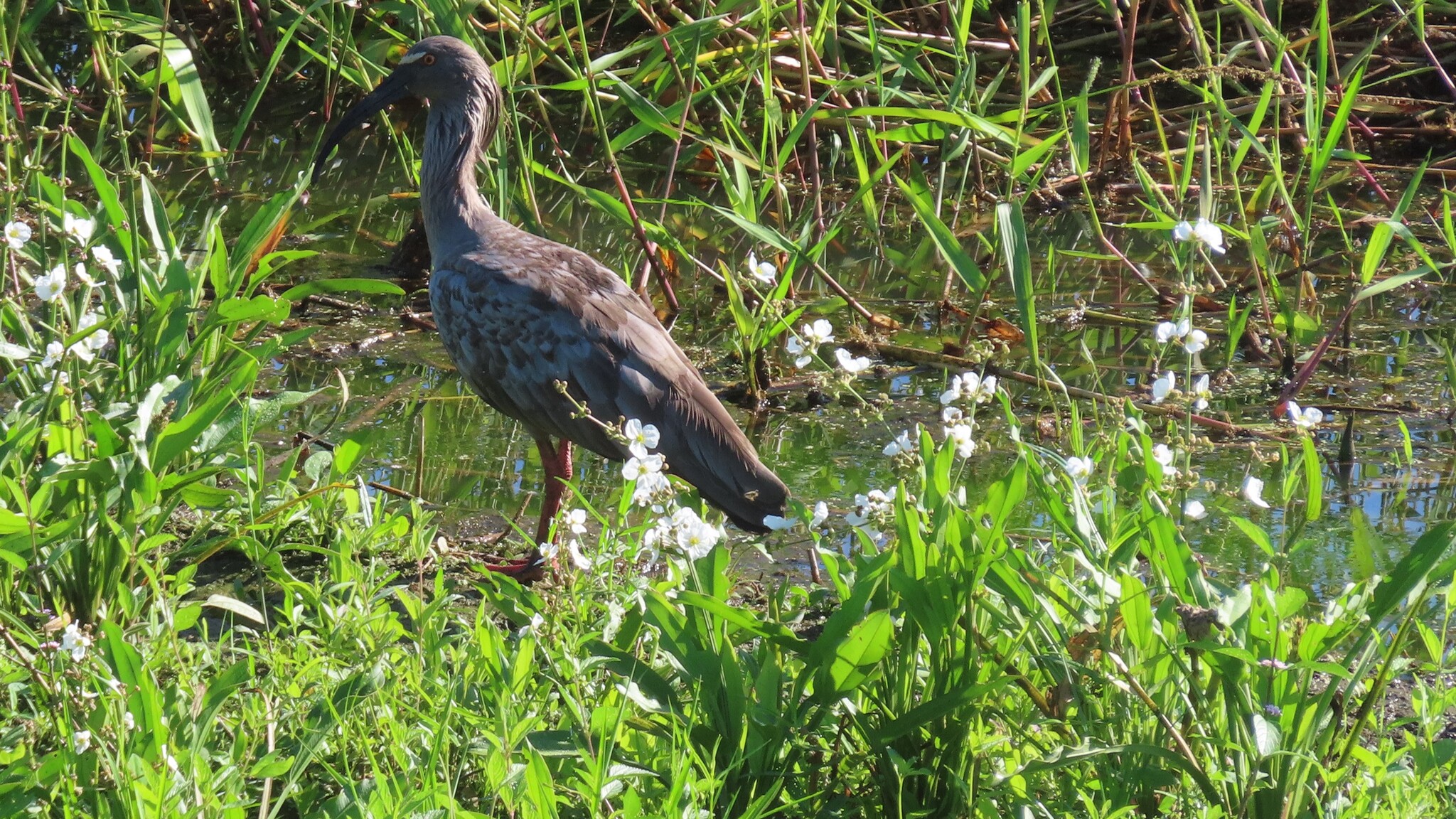 Plumbeous Ibis (Theristicus caerulescens), photo 10