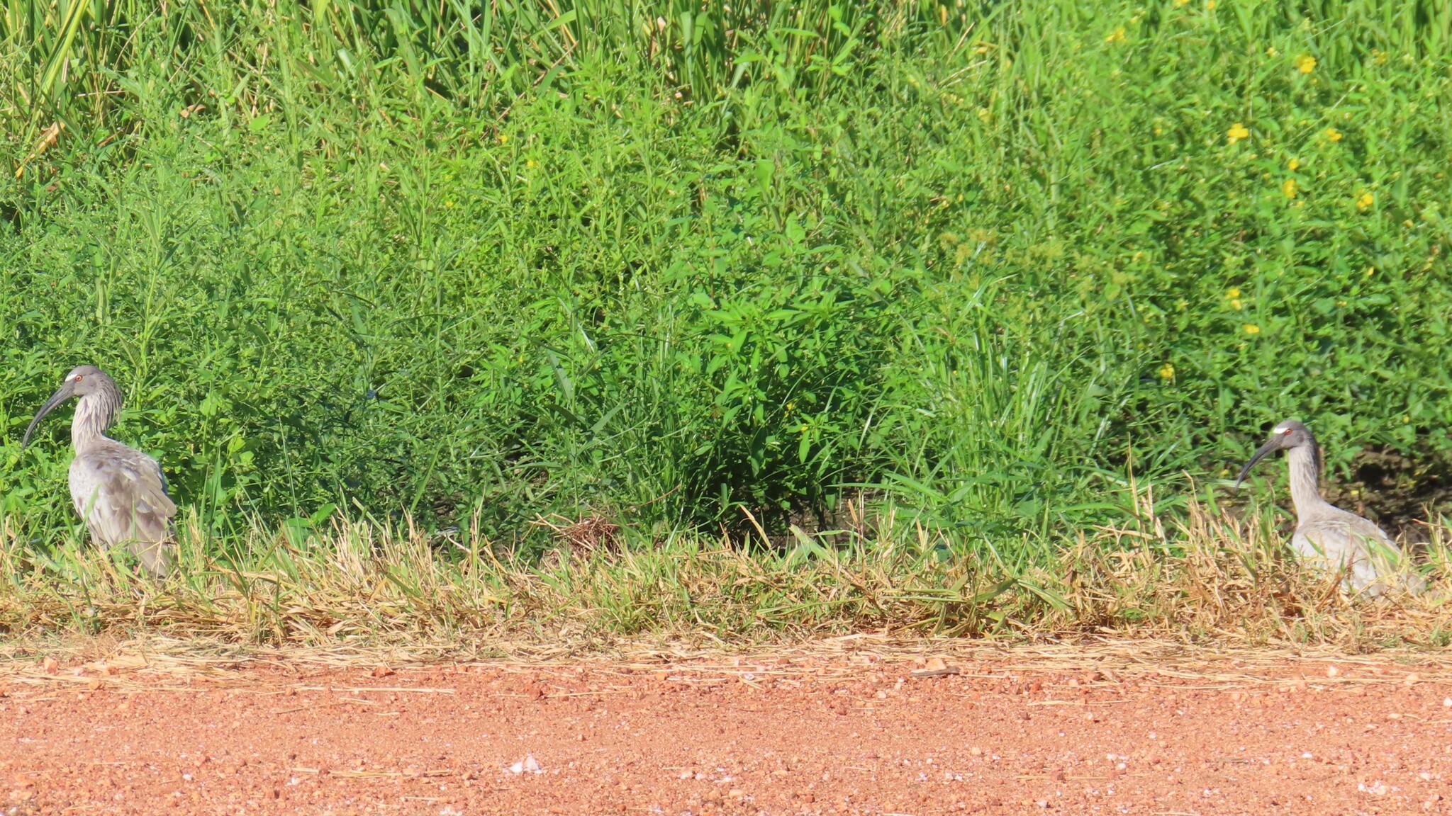 Plumbeous Ibis (Theristicus caerulescens), photo 9